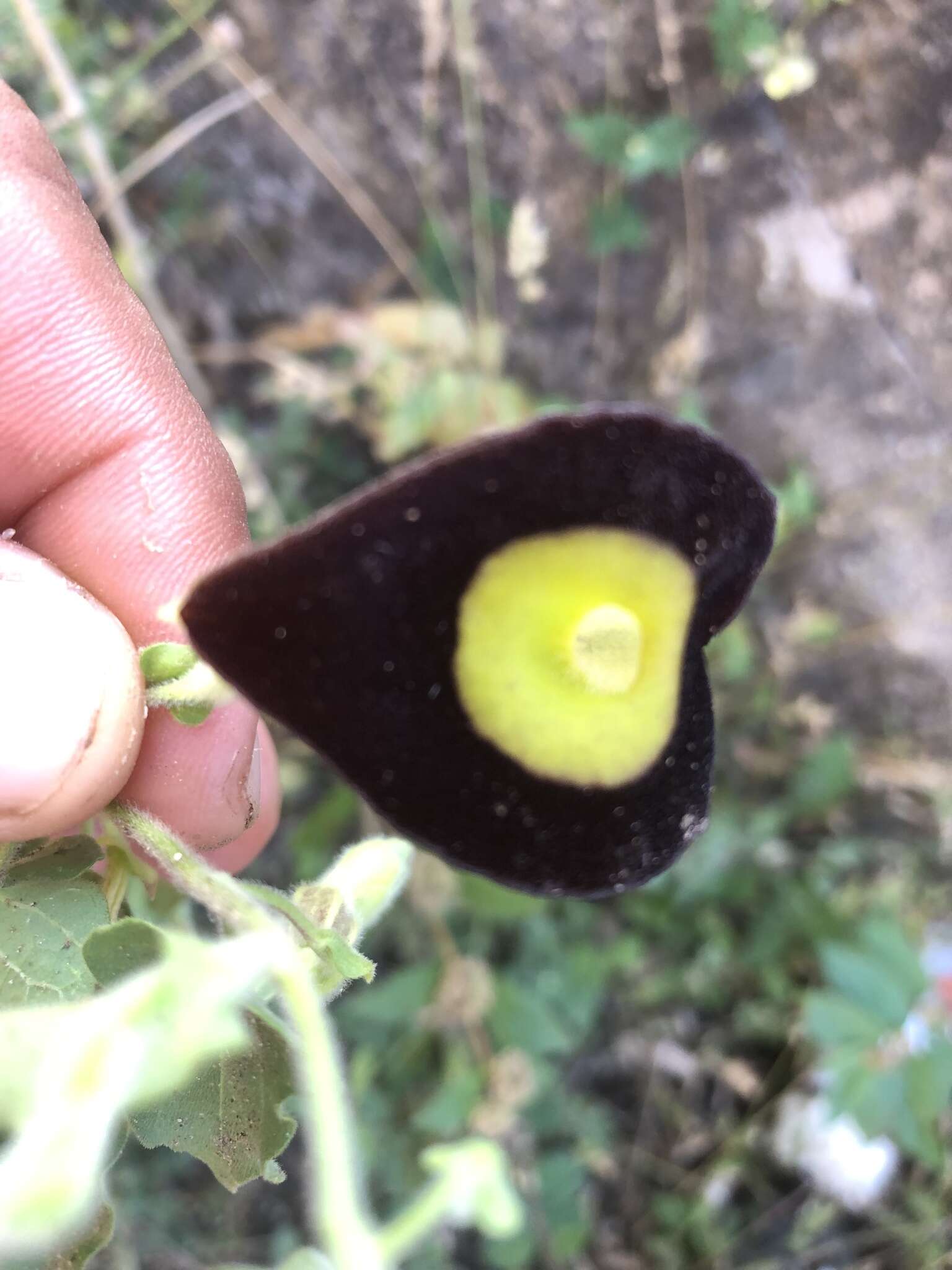 Image of Aristolochia variifolia Duch.