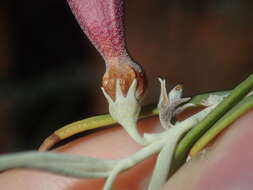 Image de Eremophila youngii F. Muell.