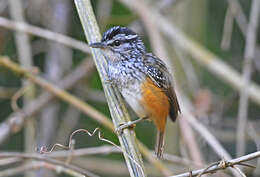 Image of Spix's Warbling Antbird