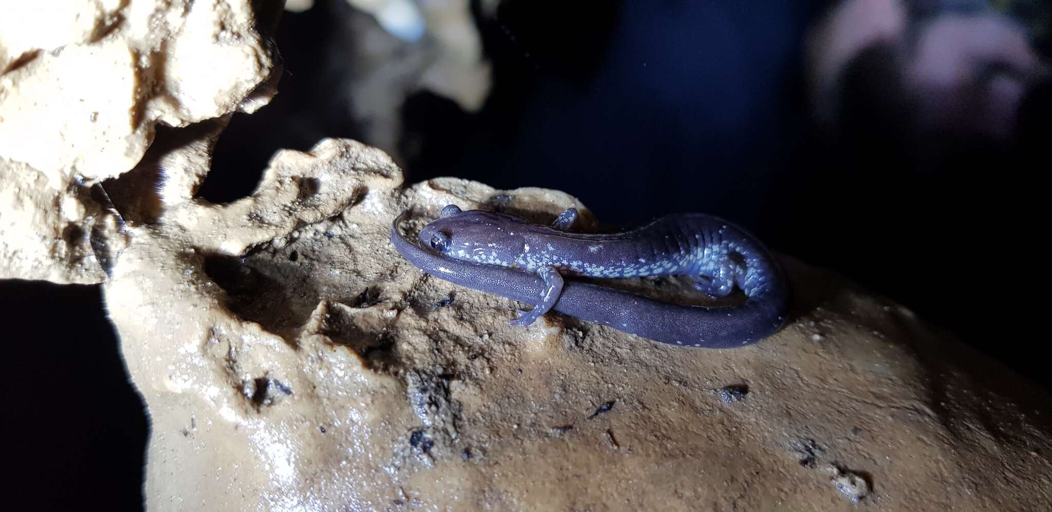 Image of Blacksburg Salamander