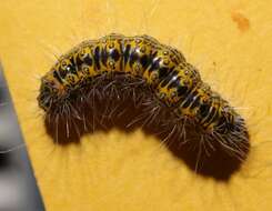 Acronicta tota Grote 1878 resmi