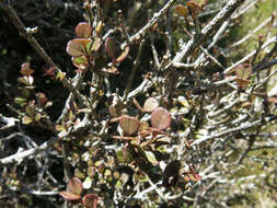 Imagem de Lophomyrtus obcordata (Raoul) Burret