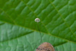 Слика од Marasmius buxi Fr. 1872