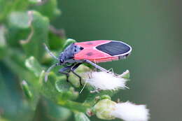 Image de Melanopleurus fuscosus Brailovsky & H. 1977