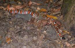 Image of California Mountain Kingsnake