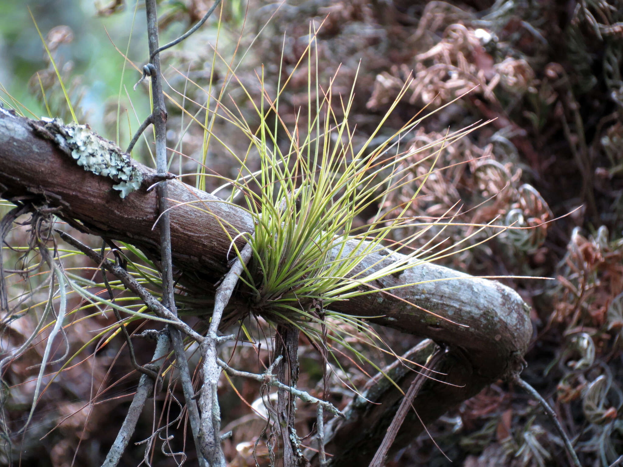 Tillandsia bartramii Elliott的圖片