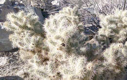 Image de <i>Cylindropuntia chuckwallensis</i>