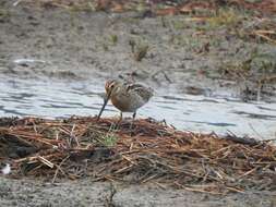 Image of Pin-tailed Snipe