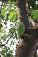 Image of soursop