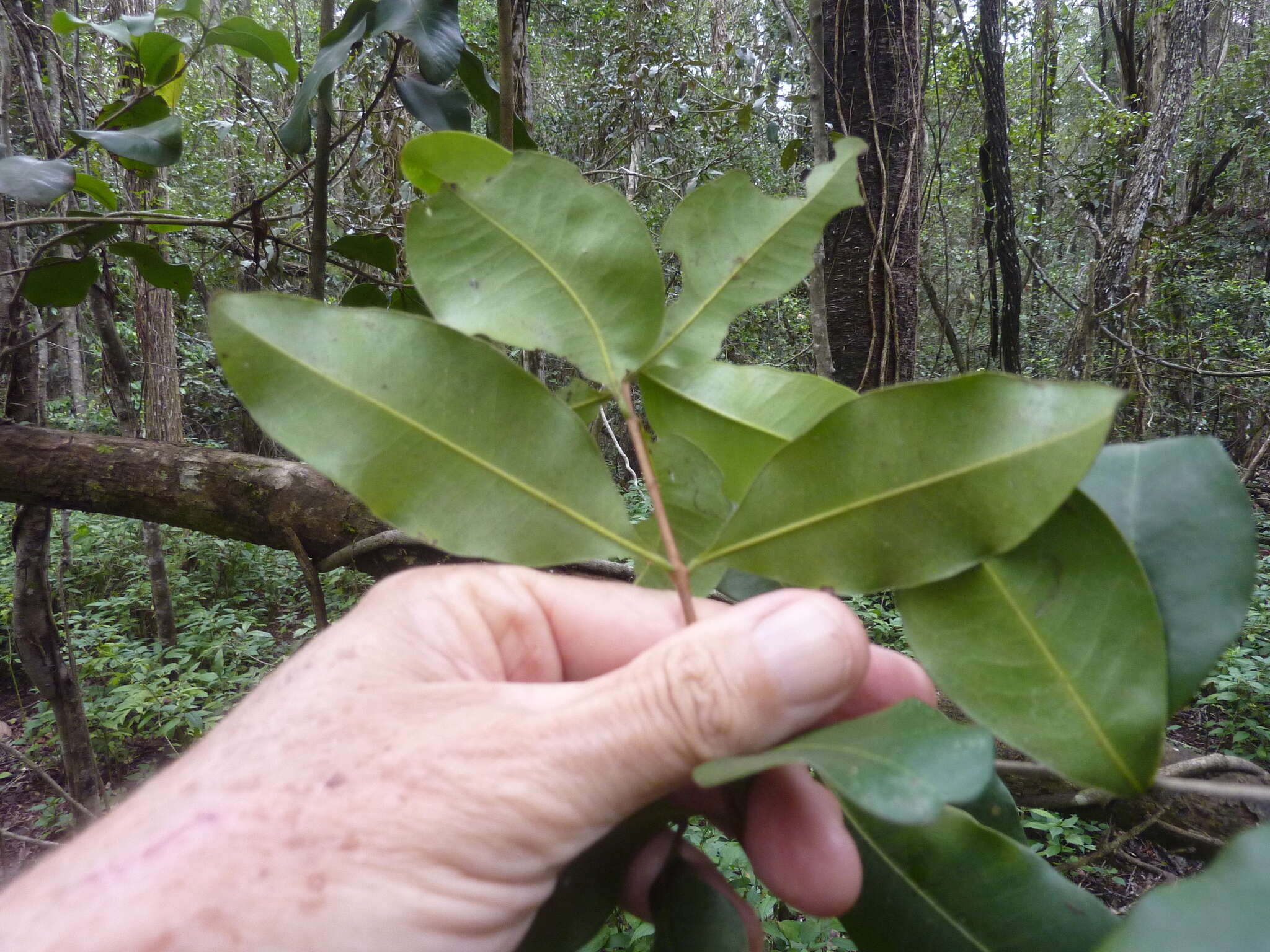 Image of Xanthostemon oppositifolius F. M. Bailey