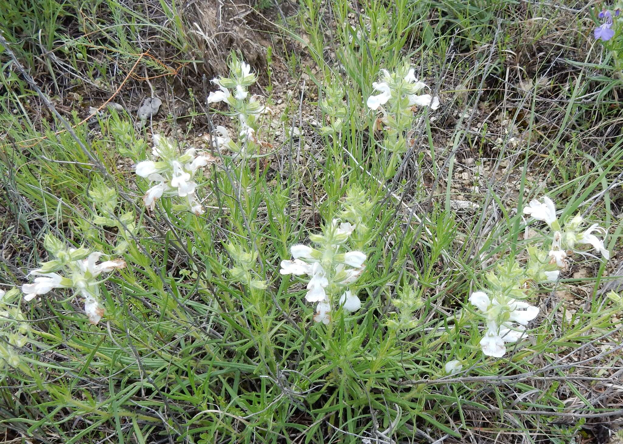 Sivun Salvia engelmannii A. Gray kuva