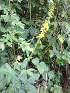 Image of Agrimony