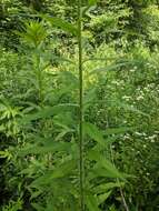 Image of giant sunflower