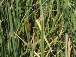 Image of Carex riparia subsp. chilensis (Brongn.) Kük.