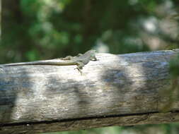 Image of Blue-throated Keeled Lizard