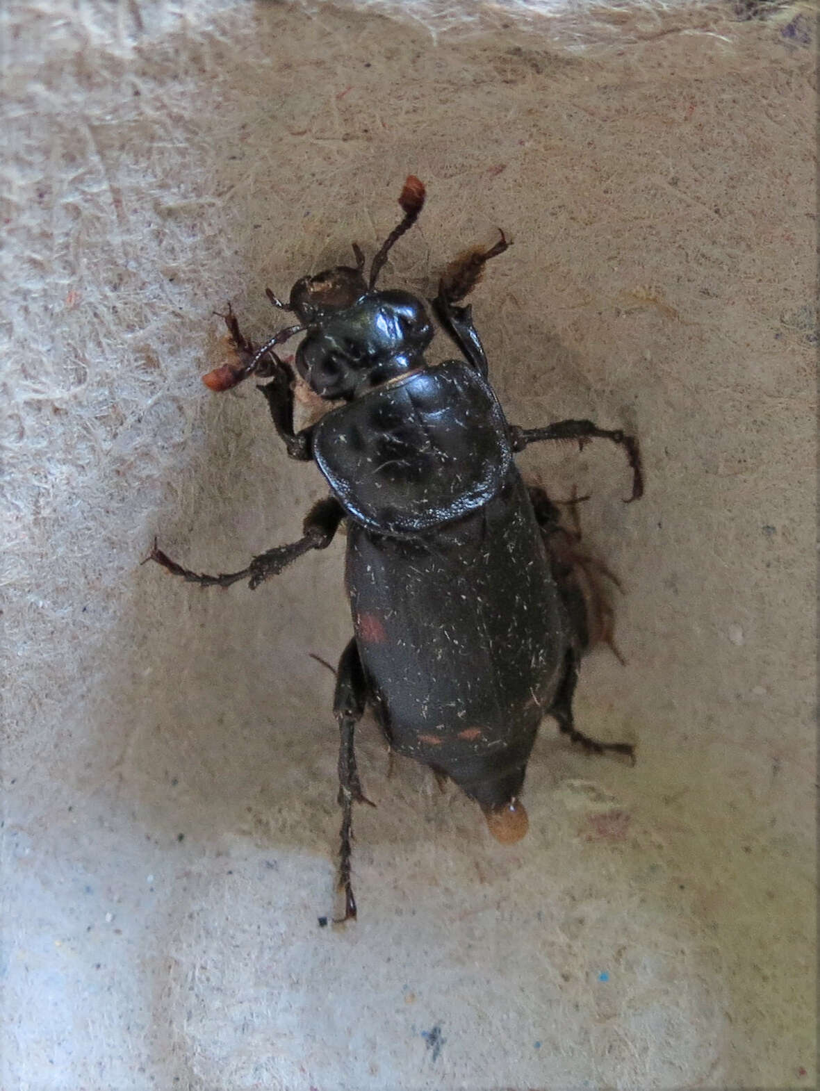 Imagem de Nicrophorus (Nicrophorus) pustulatus (Herschel 1807)