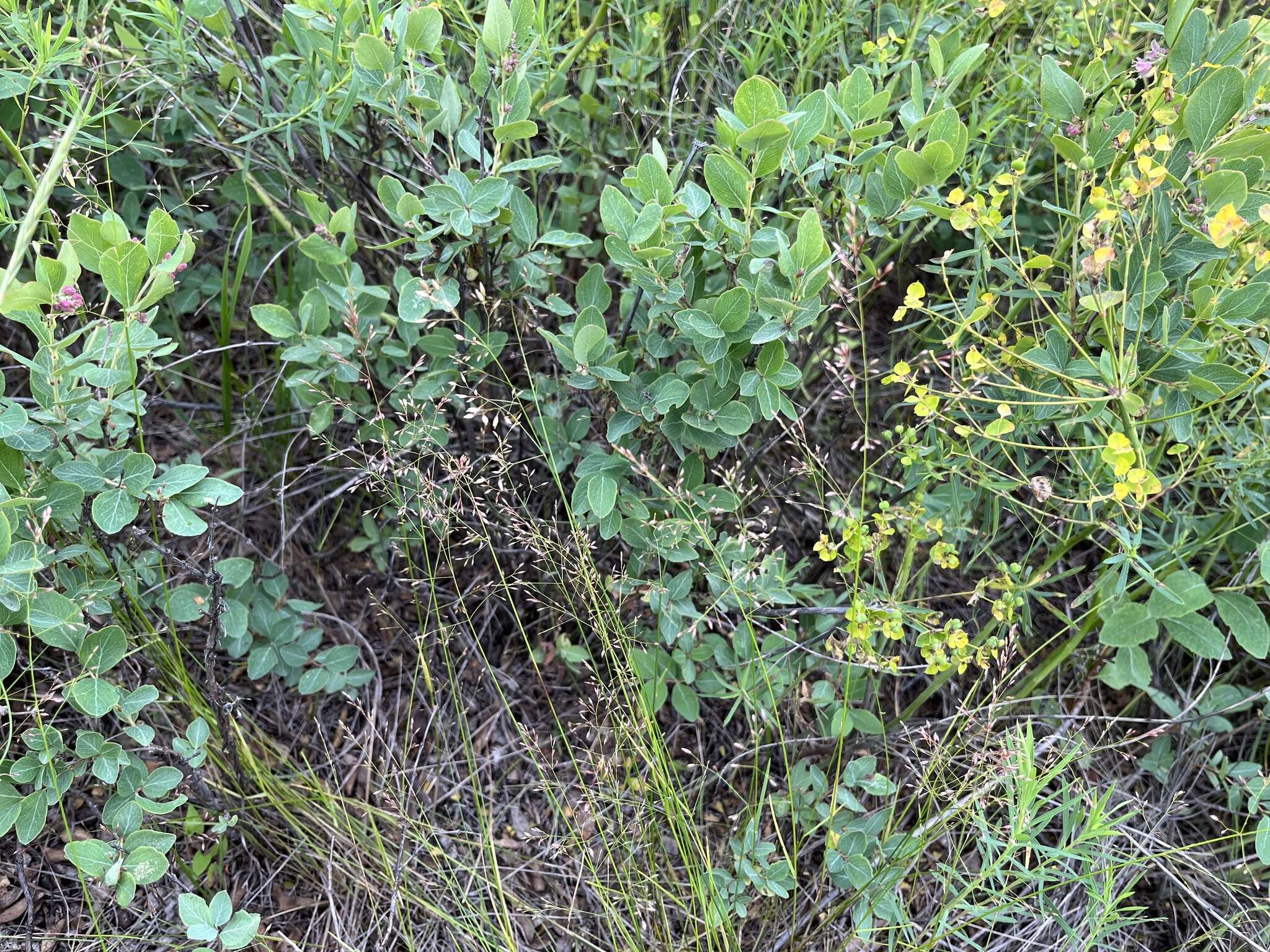 Image of Inland Blue Grass