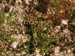 Image of Antarctic pearlwort