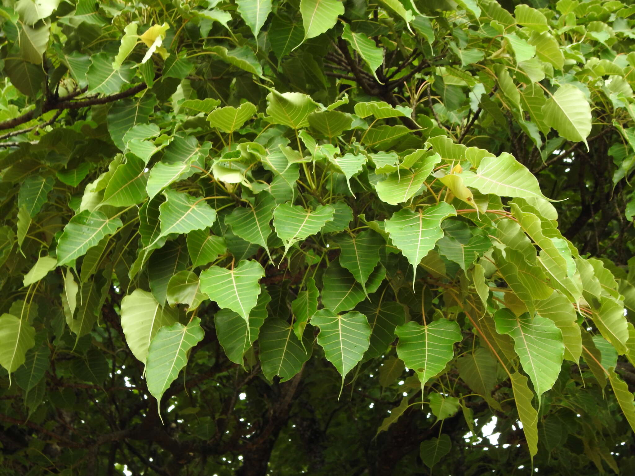 Image of Ficus arnottiana (Miq.) Miq.