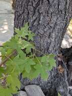 Image of Oriental Sweetgum