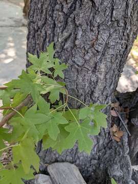 Image of Oriental Sweetgum