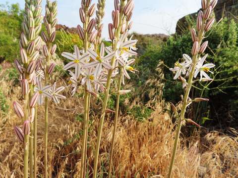 Image of Drimia fragrans (Jacq.) J. C. Manning & Goldblatt