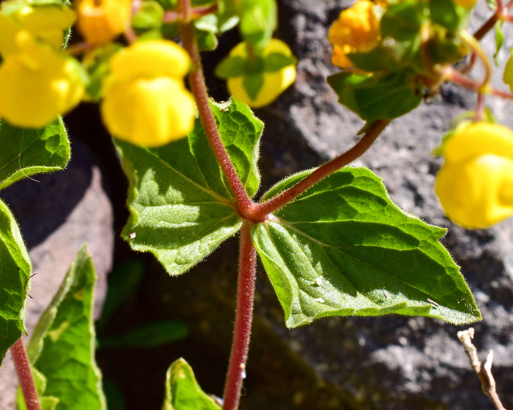 Image of Calceolaria petioalaris Cav.