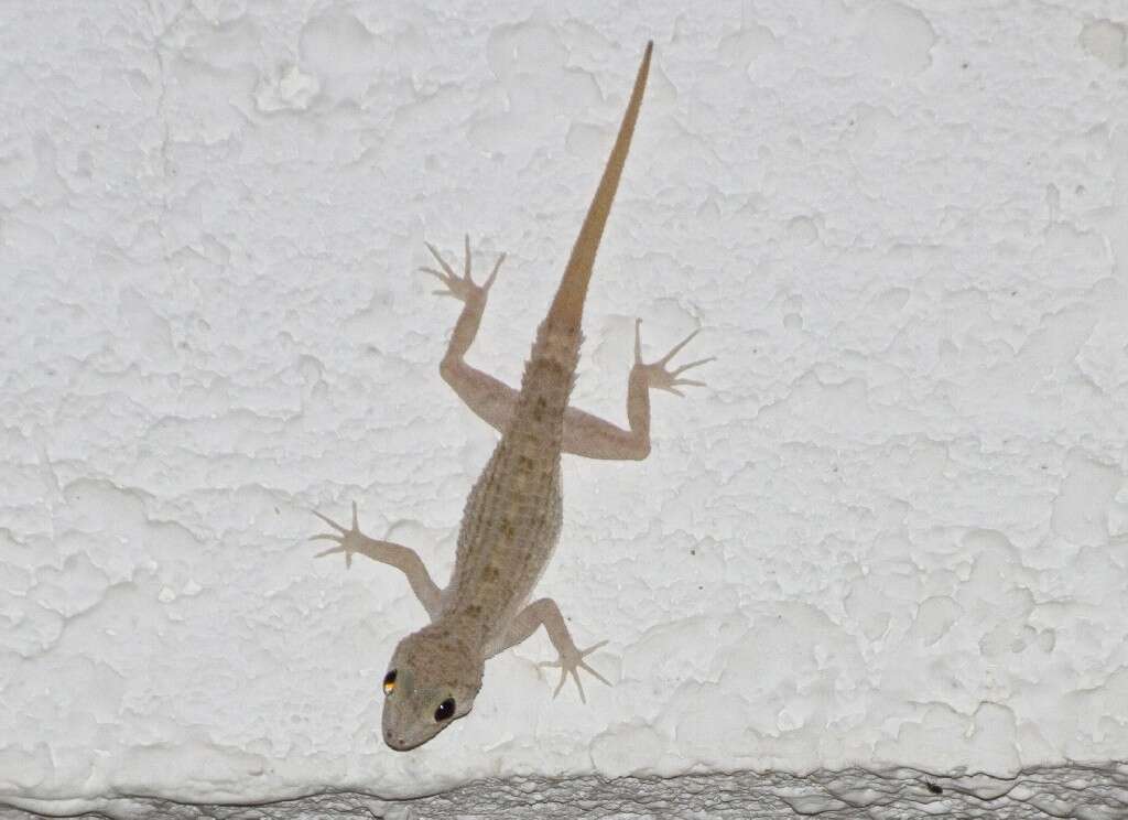 Image of Keeled Gecko