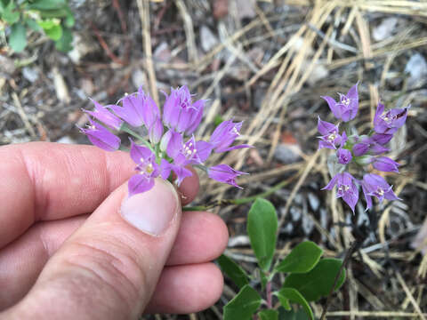 Sivun Allium acuminatum Hook. kuva