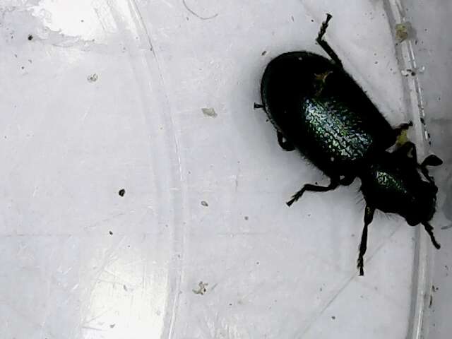 Image of Blacklegged Ham Beetle