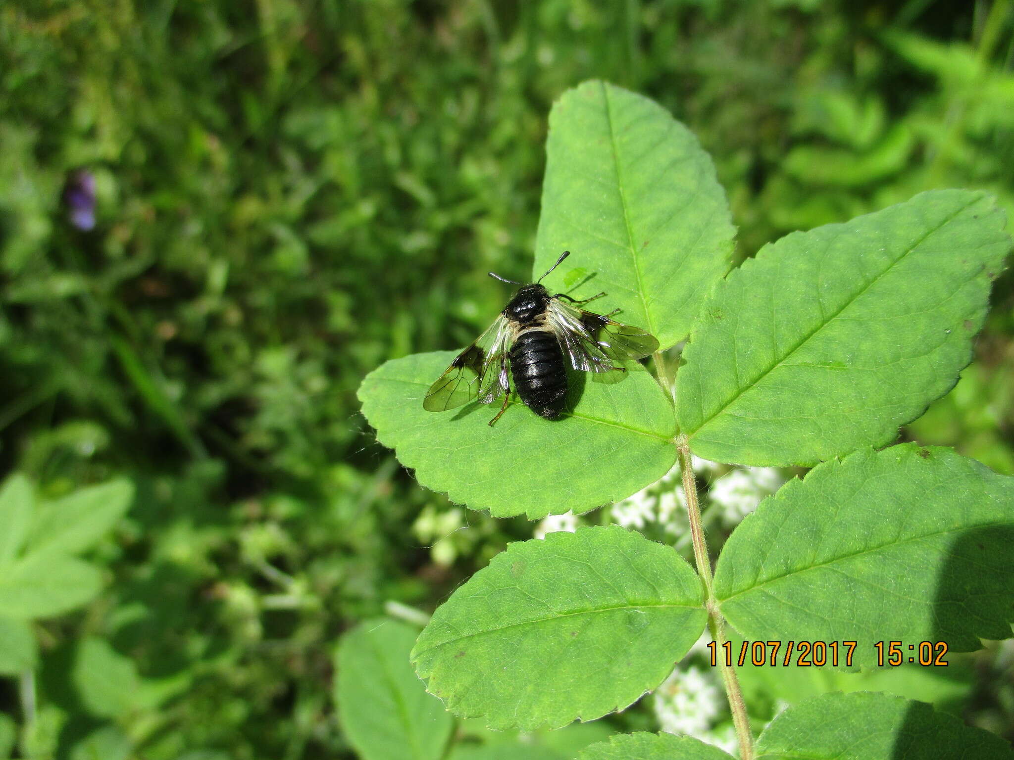 Image of Abia fasciata (Linnaeus 1758)