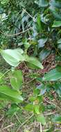 Image of Smilax ocreata A. DC.