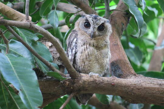 Image of Indian Scops Owl