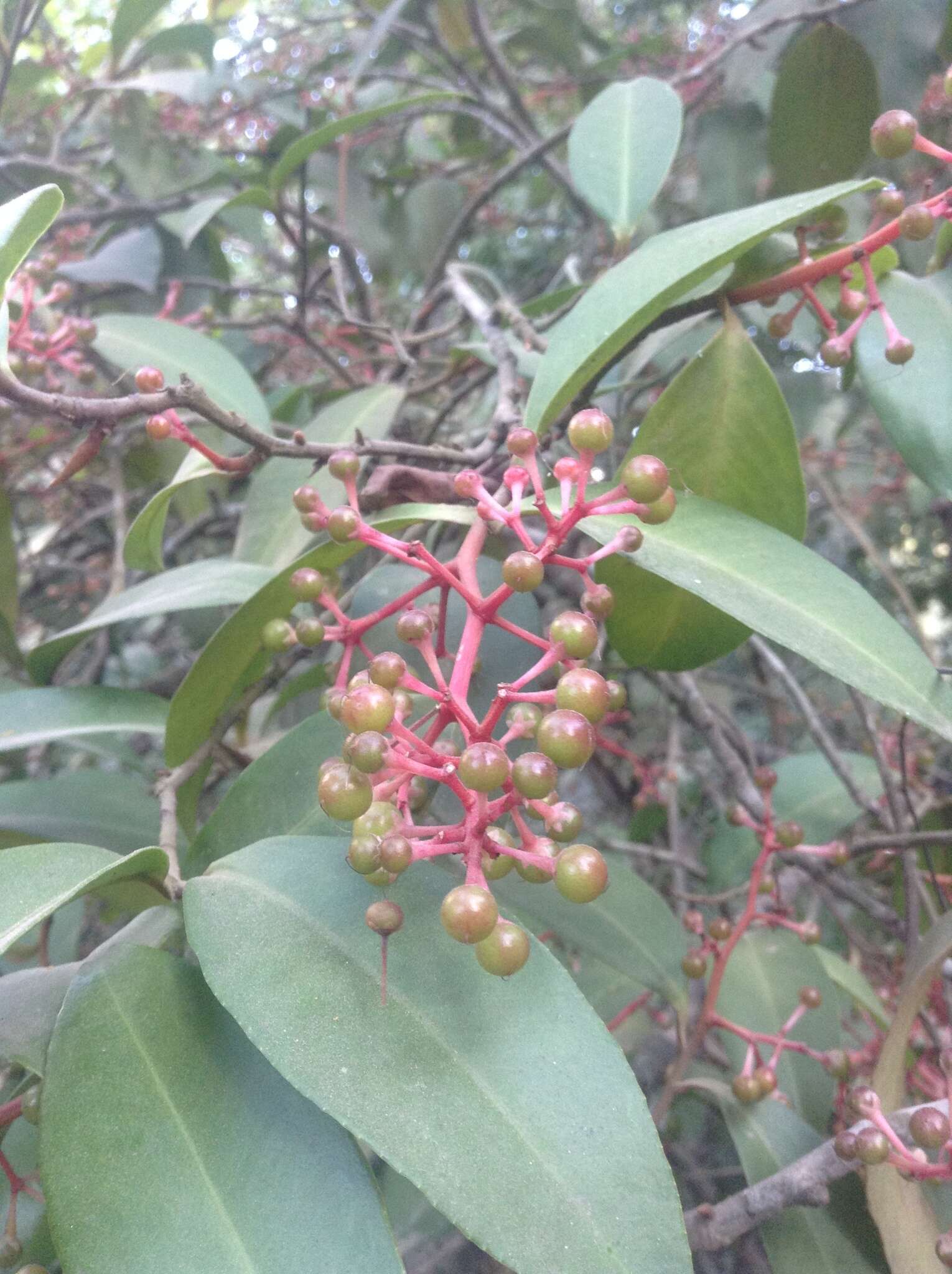 Plancia ëd Ardisia compressa Kunth