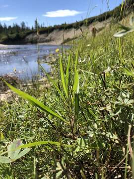 Sivun Symphyotrichum anticostense (Fern.) G. L. Nesom kuva