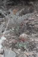 Image of Thelocactus hexaedrophorus subsp. lloydii (Britton & Rose) N. P. Taylor