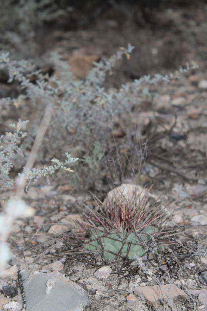 Image of Thelocactus hexaedrophorus subsp. lloydii (Britton & Rose) N. P. Taylor