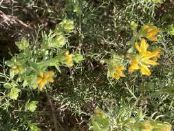 Plancia ëd Genista hispanica subsp. occidentalis Rouy