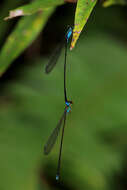 Image of Nesobasis angulicollis Tillyard 1924