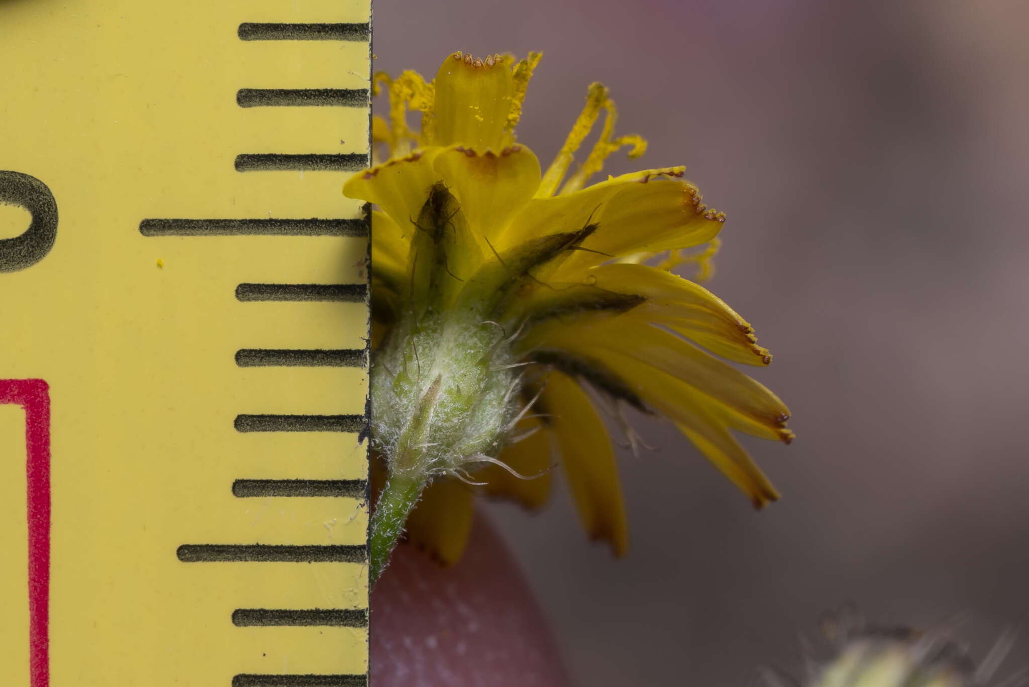 Image of Crepis micrantha Czer.