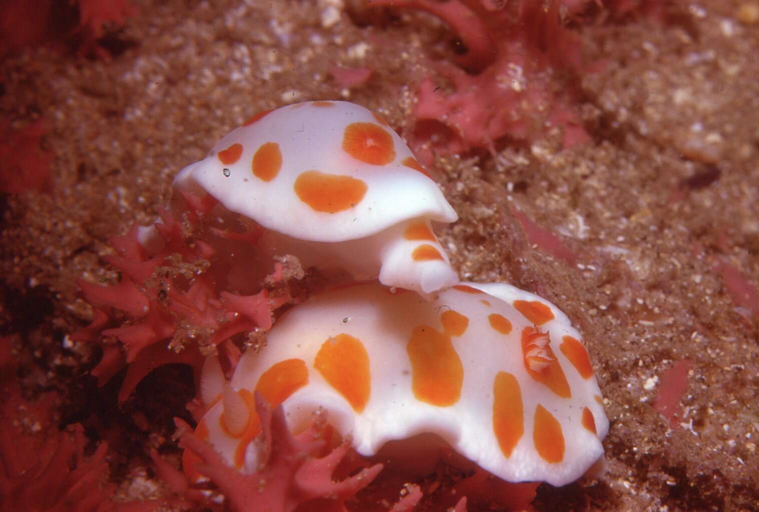 Image of Goniobranchus tasmaniensis (Bergh 1905)