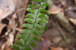 Image de Asplenium normale D. Don