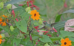 Image of Tolima Blossomcrown