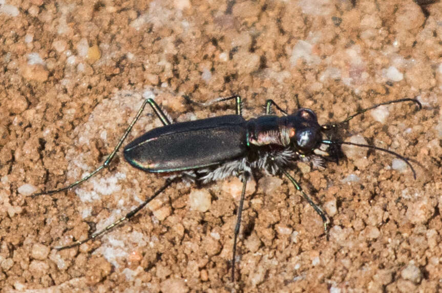 Image of <i>Cicindela <i>haemorrhagica</i></i> haemorrhagica