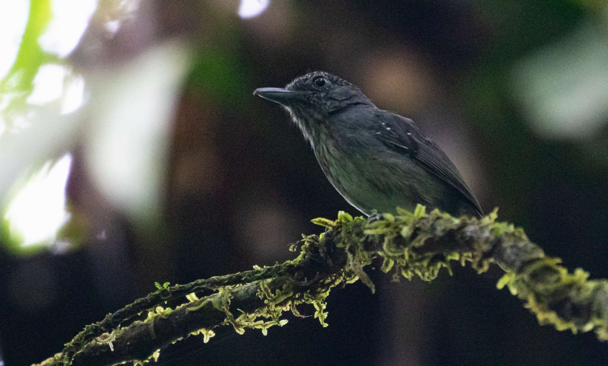 Image of Spot-crowned Antvireo