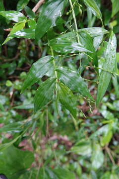 Image of Ichnanthus pallens var. major (Nees) Stieber