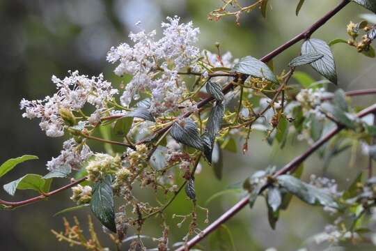 Imagem de Ceanothus caeruleus Lag.