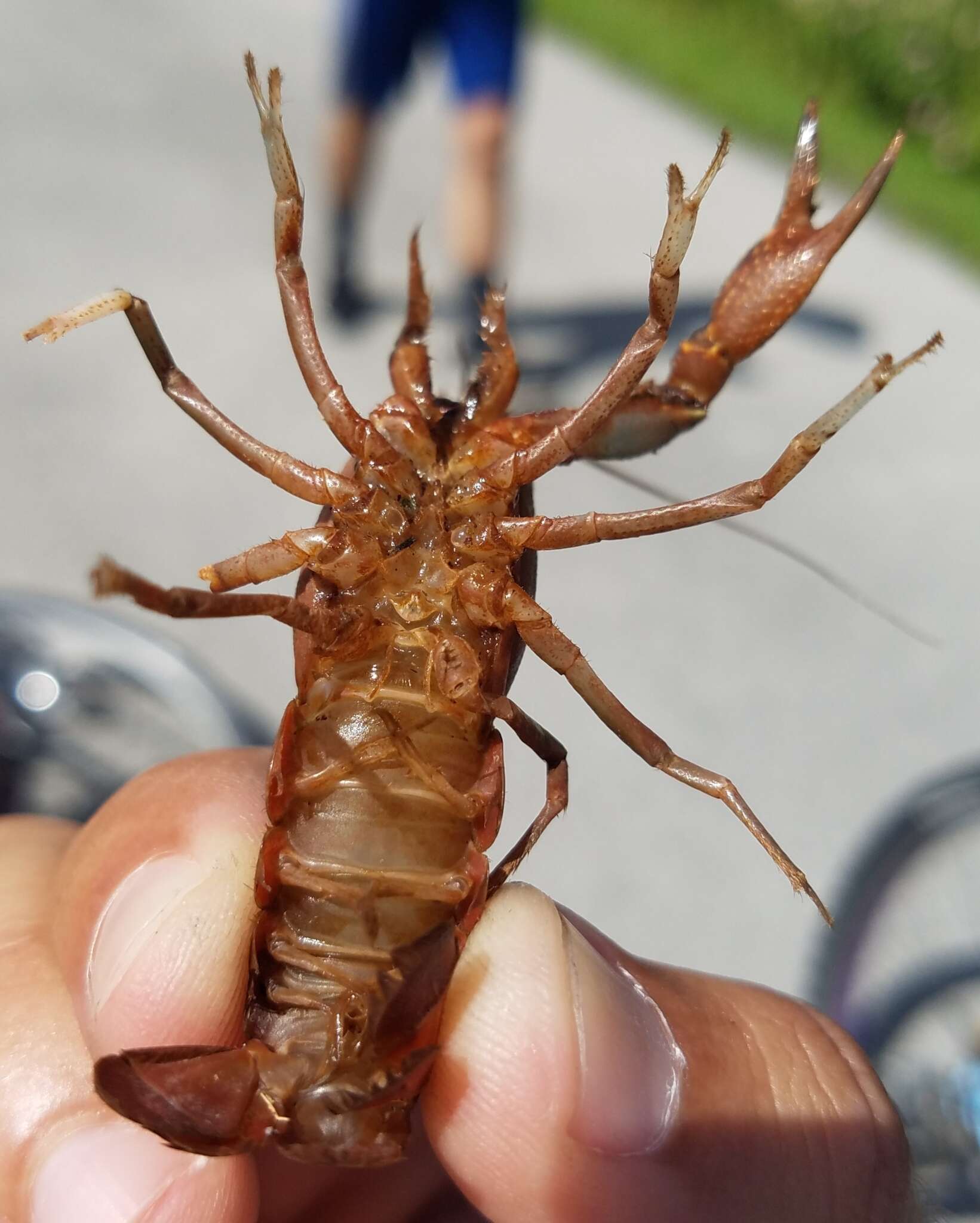 Image of Florida Crayfish