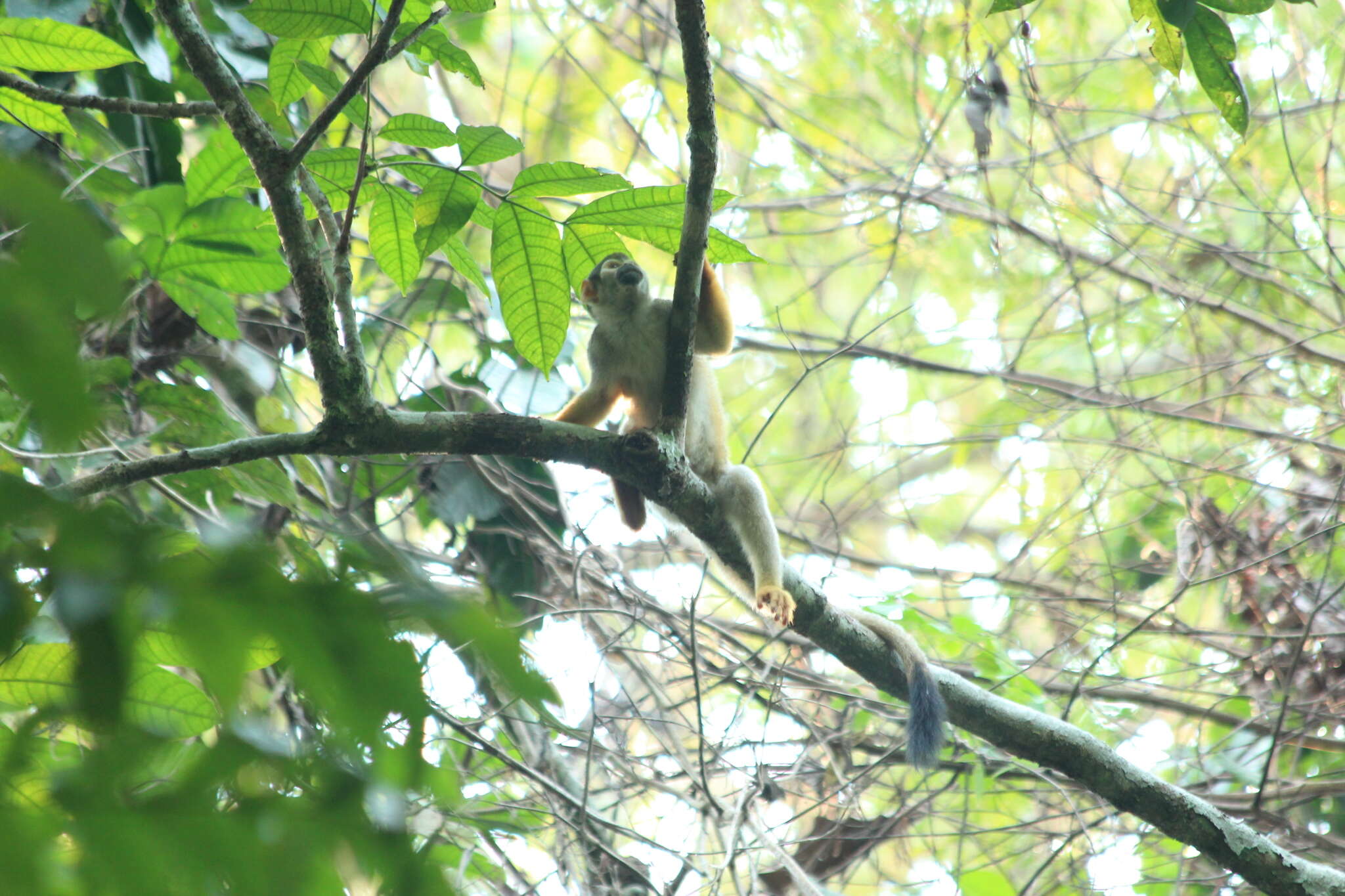Image of Bare-eared Squirrel Monkey