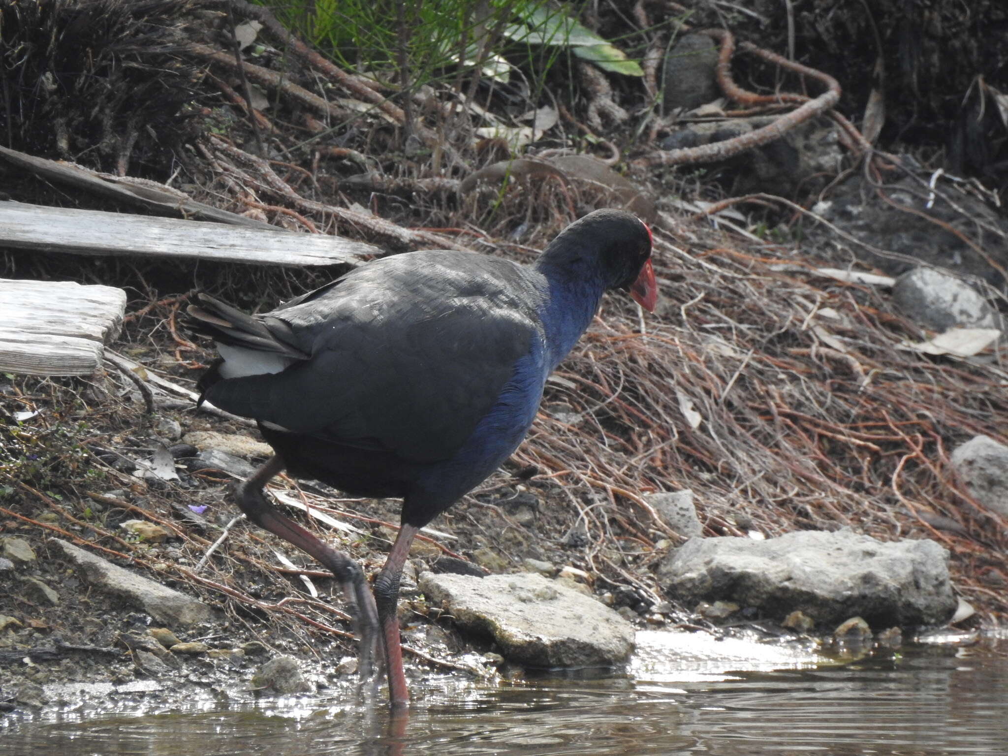 Image of Australasian Swamphen